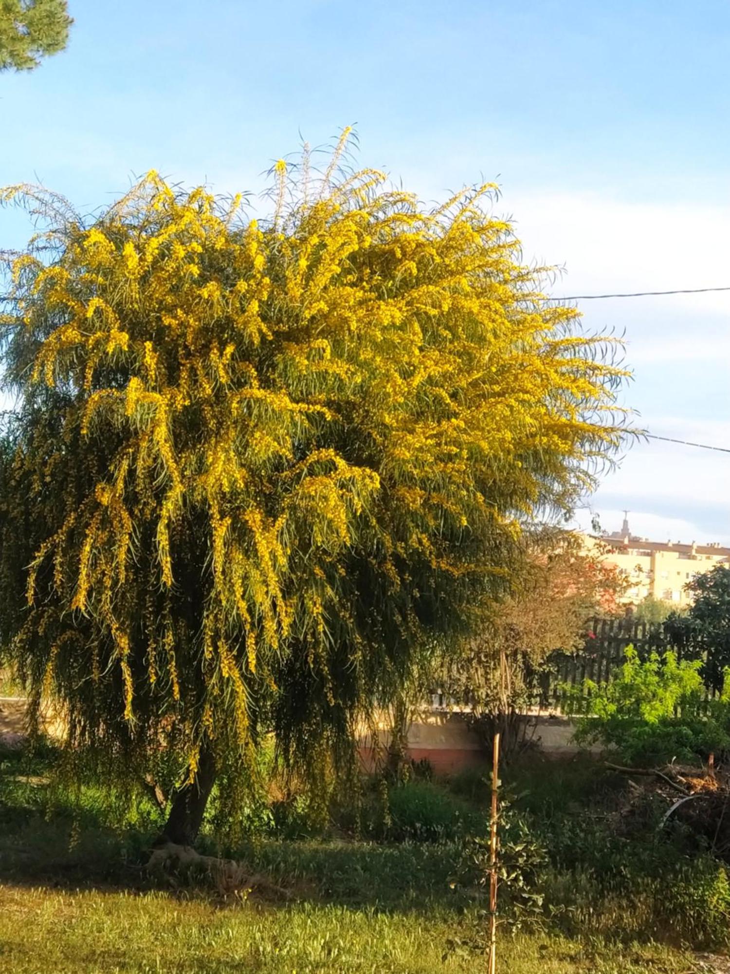 דירות מורסיה La Toscana מראה חיצוני תמונה